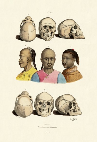 Caucasici da French School
